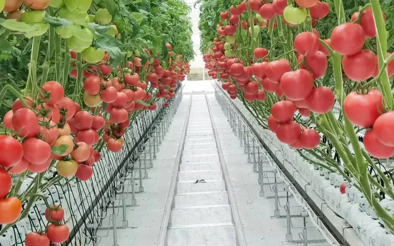 Стакленик краставаца и парадајза