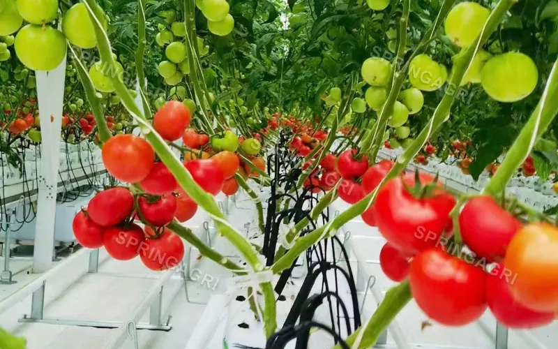 Мултиспан пластични пластеник за парадајз